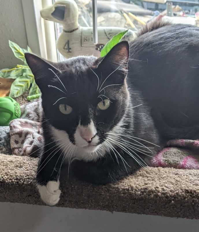 Lost Cat in Davenport, Iowa — listing photo