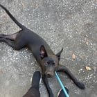 Lost Dog in Jacksonville, Florida — listing photo