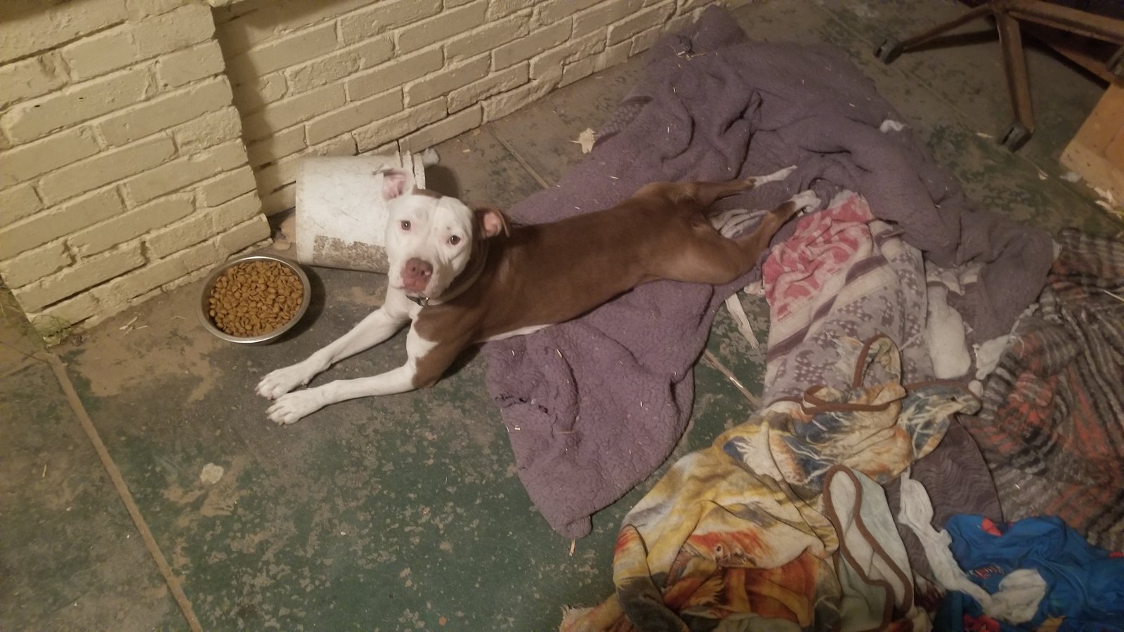 Lost Dog in El Paso, Texas — listing photo