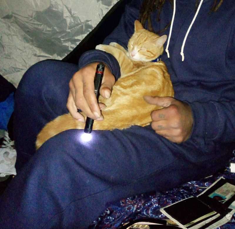 Lost Cat in Sacramento, California — listing photo