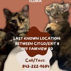 lost cat in Asheville, North Carolina