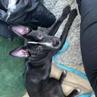 Found Dog in Washington, District of Columbia — listing photo