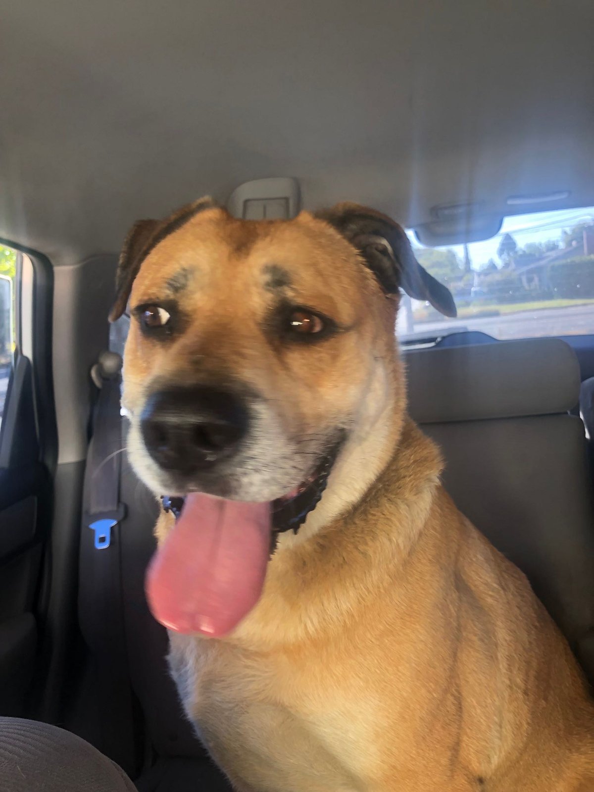 Found Dog in Sacramento, California — listing photo