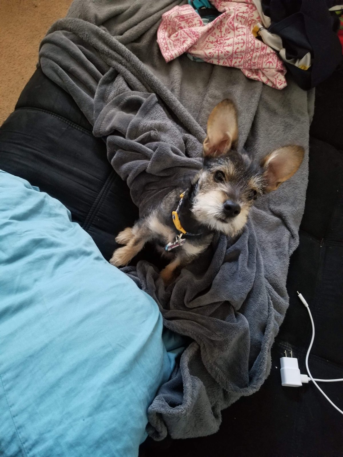 Lost Dog in El Paso, Texas — listing photo