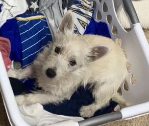 Lost Dog in TX 76901 United States — listing photo