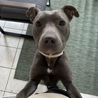 Found Dog in Memphis, Tennessee — Brittany S Pierce needs home asap!