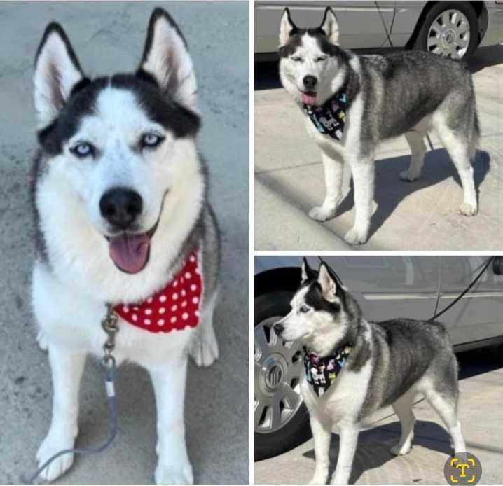 Lost Dog in Thomasville — listing photo