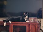 lost cat in Wichita, Kansas