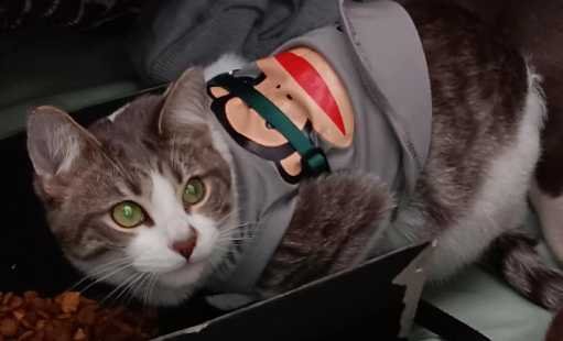 Lost Cat in Los Angeles, California — listing photo