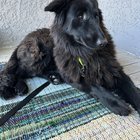 Found Dog in Tucson, Arizona — amazing shelter dog(s) in need of home