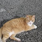 Pet alert in Orlando, Florida — 2 stray cats