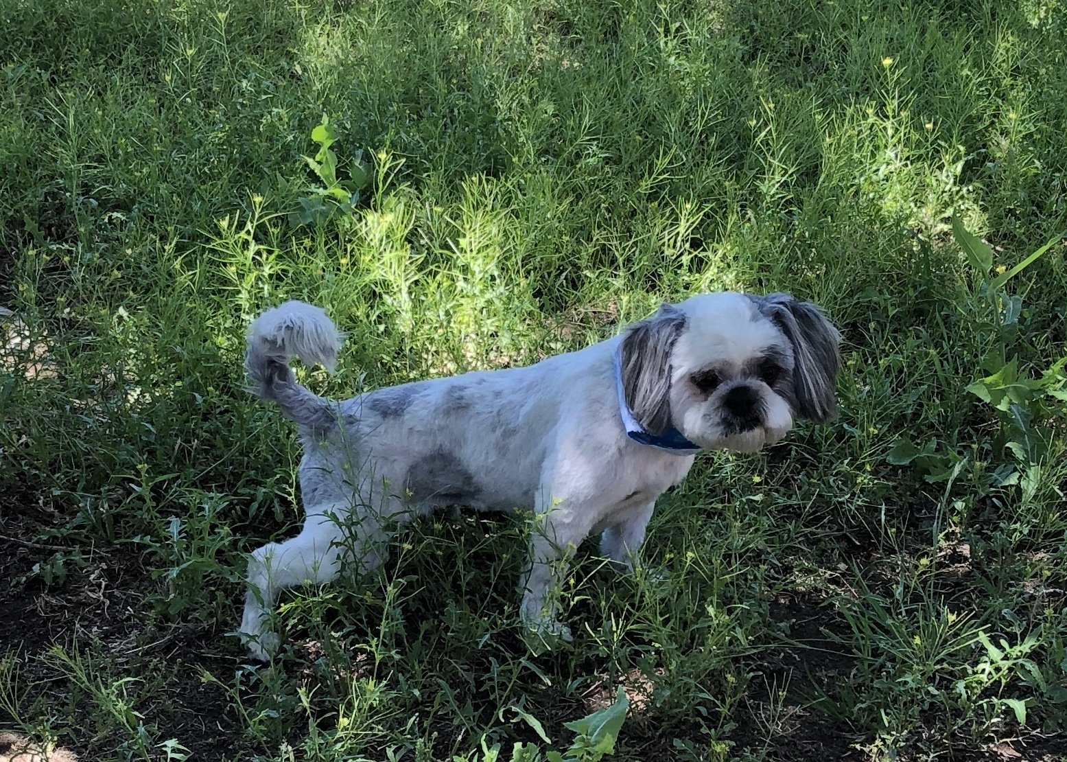 Lost Dog in El Paso, Texas — listing photo