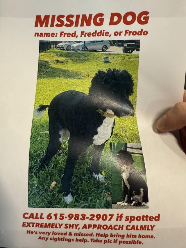 lost dog in Nashville, Tennessee