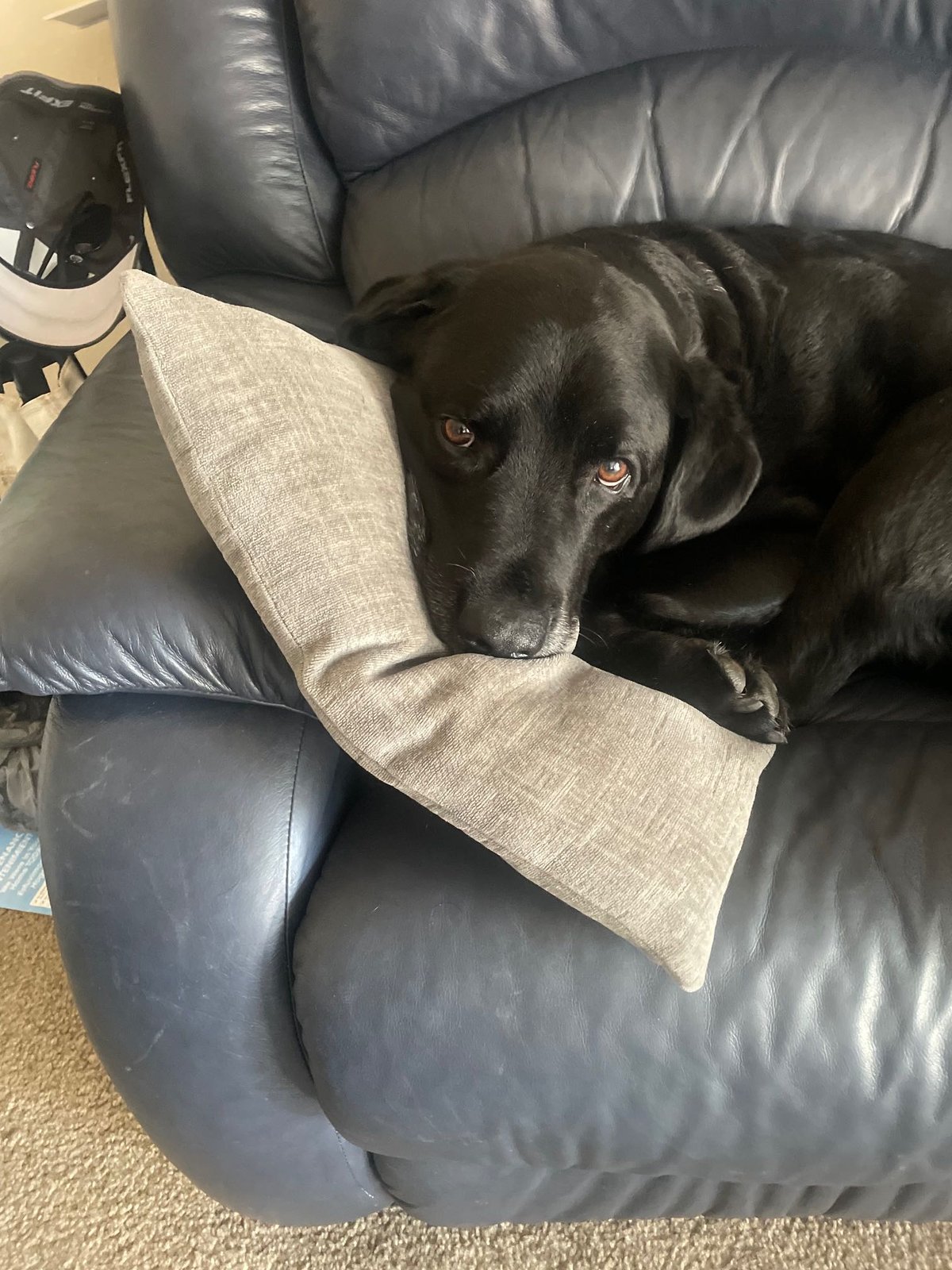 Lost Dog in Palm Bay, Florida — listing photo