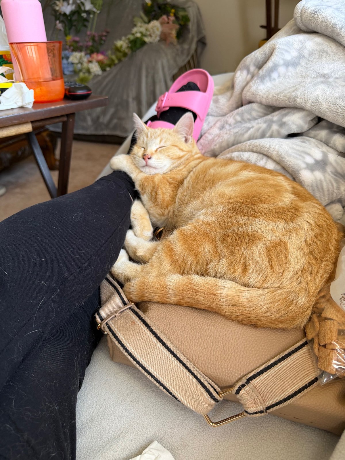 Lost Cat in Holdrege — listing photo