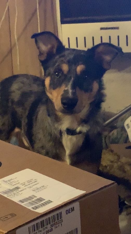 Lost Dog in Marion — listing photo