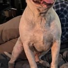 found dog in Indianapolis, Indiana
