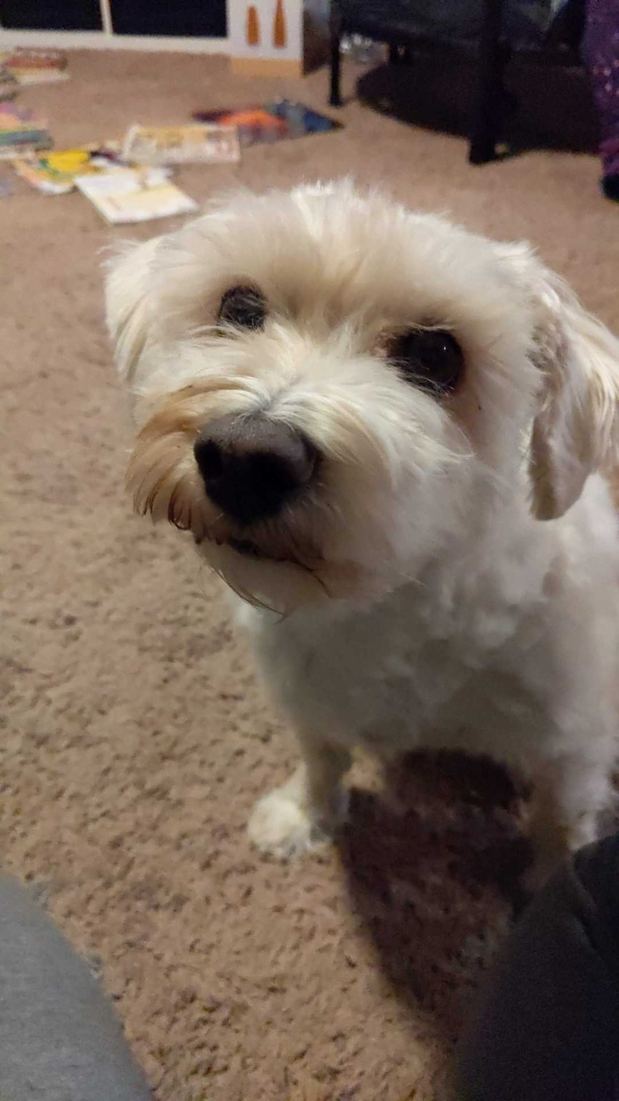 Lost Dog in Phoenix, Arizona — listing photo