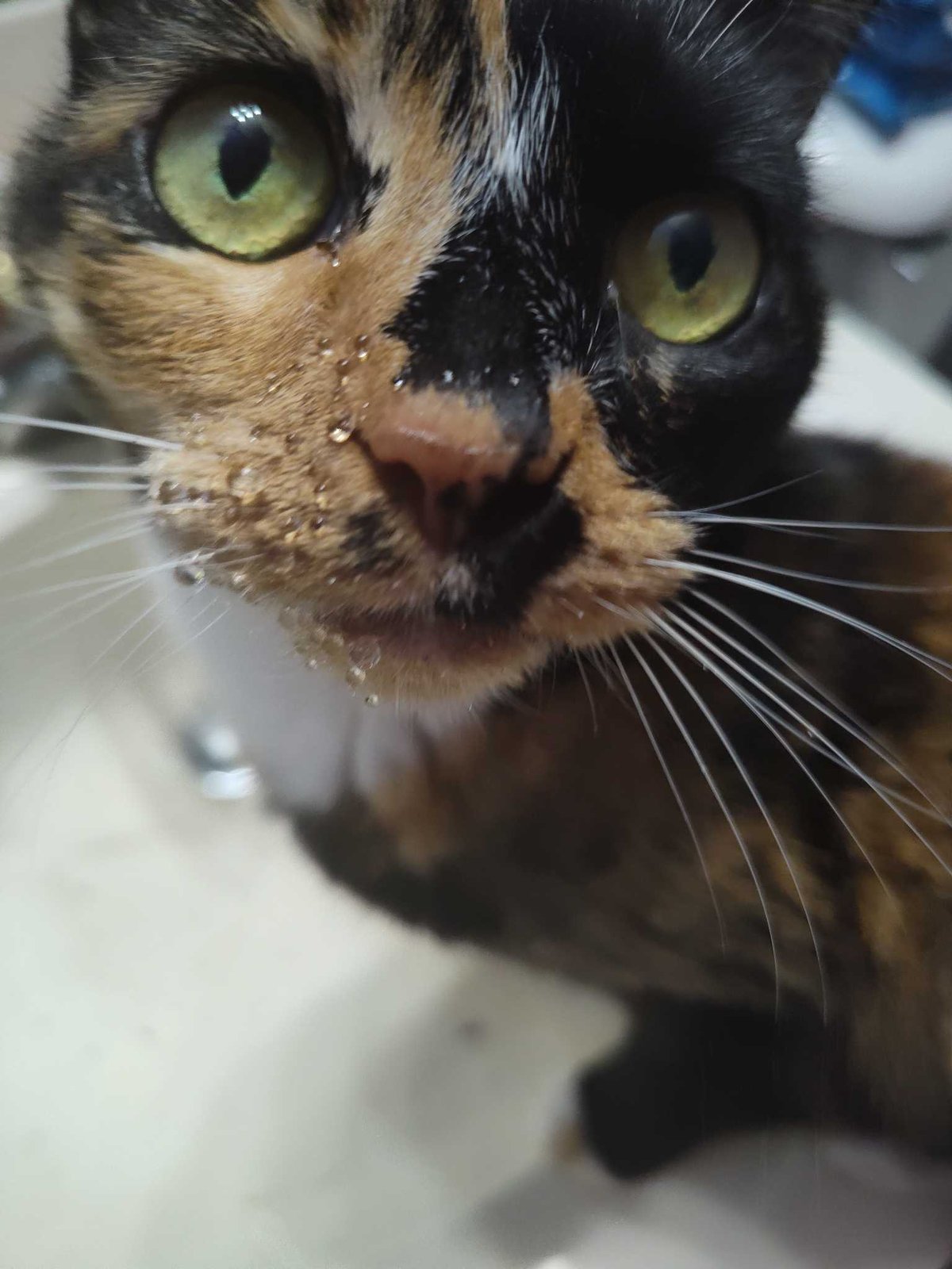 Lost Cat in Wilmington, North Carolina — listing photo