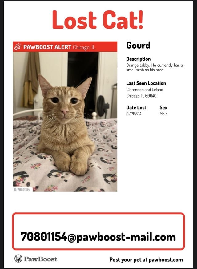 Lost Cat in K — listing photo