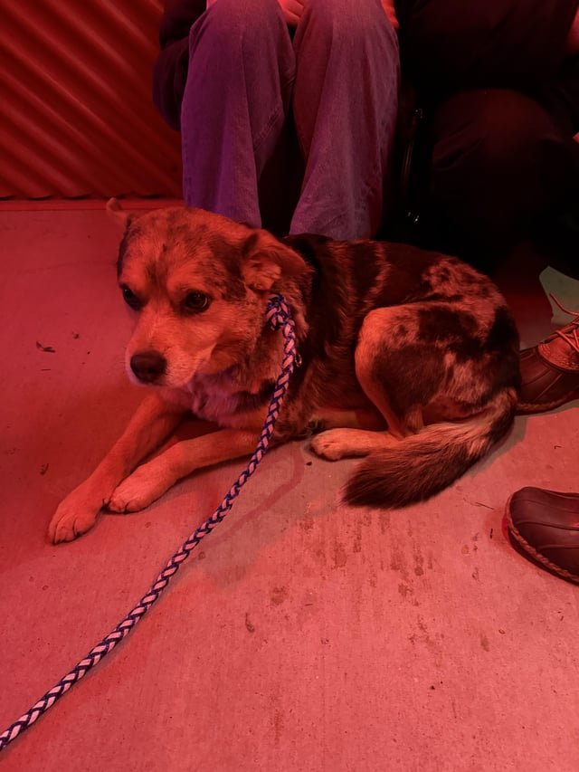 lost dog in Nashville, Tennessee