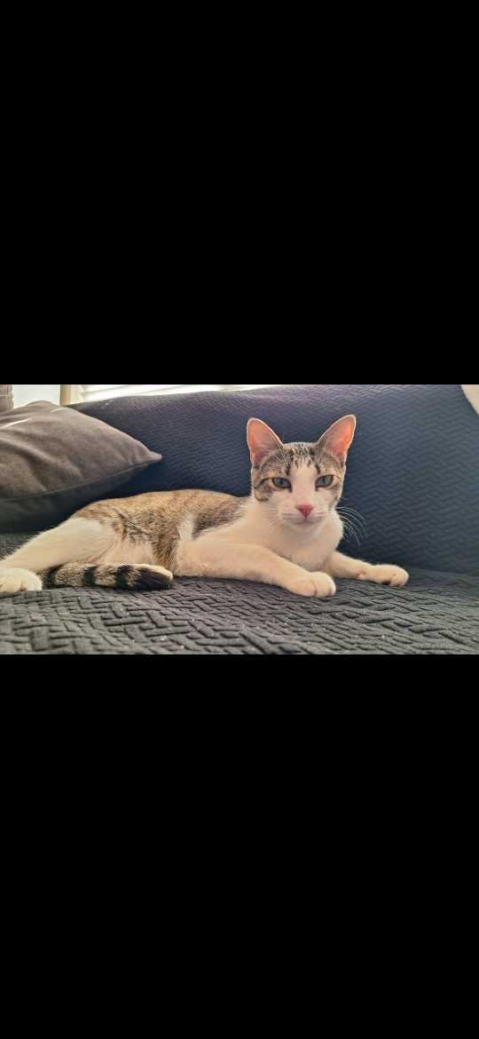 Lost Cat in Frisco, Texas — listing photo