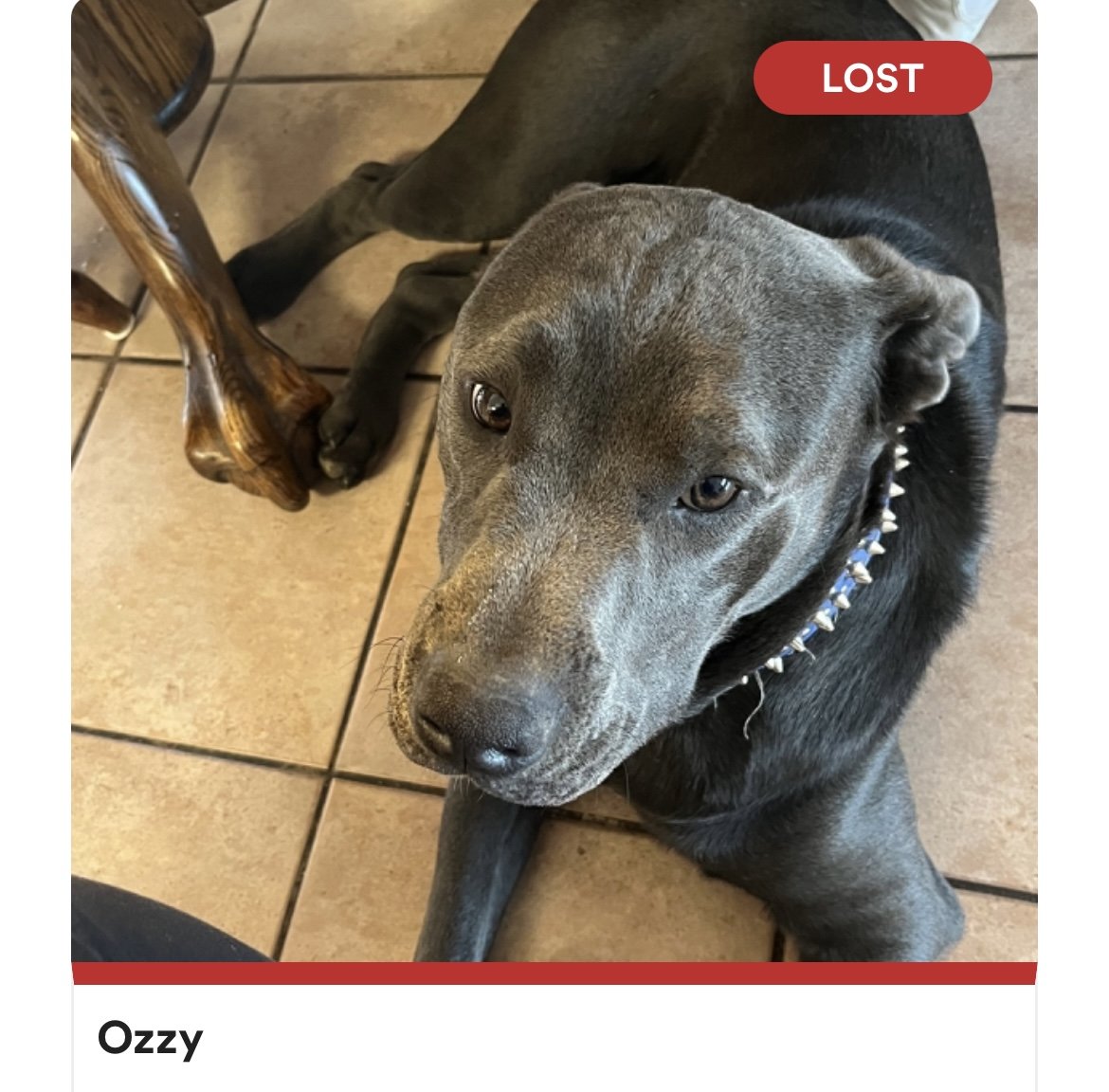 Lost Dog in Lakewood, Ohio — listing photo