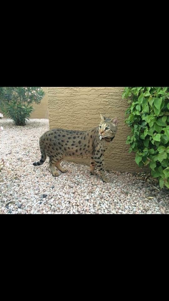Lost Cat in Phoenix, Arizona — listing photo
