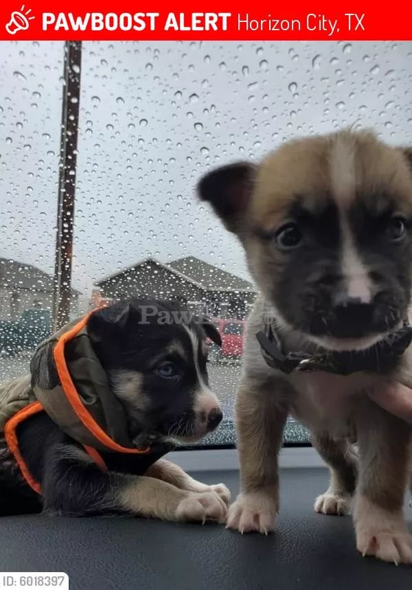 Lost Dog in Horizon City — listing photo