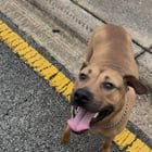 Lost Dog in Jacksonville, Florida — listing photo
