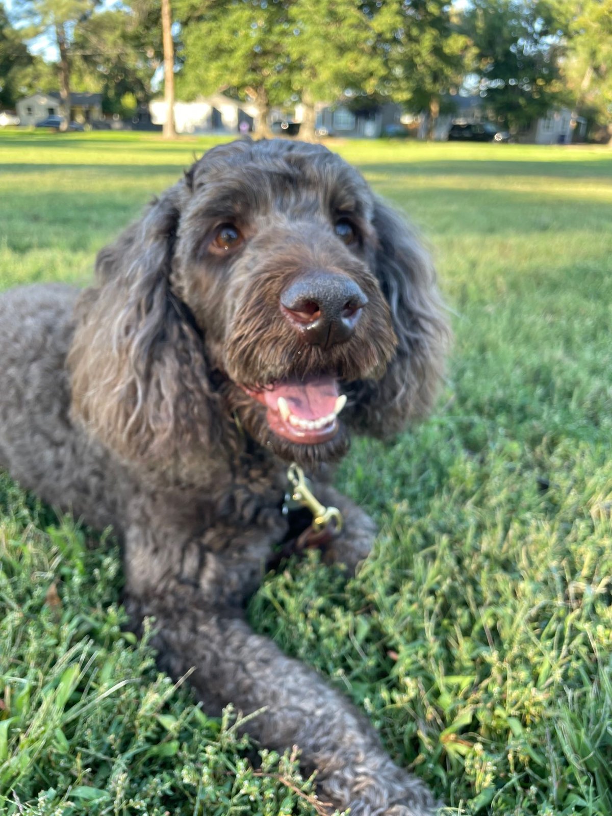 Lost Dog in Denver, Colorado — listing photo