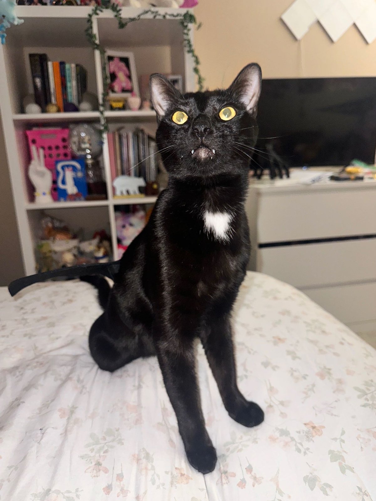 Lost Cat in Denver, Colorado — listing photo