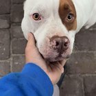 Lost Dog in Jacksonville, Florida — listing photo