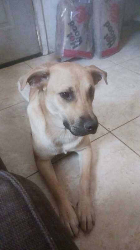 Lost Dog in Phoenix, Arizona — listing photo