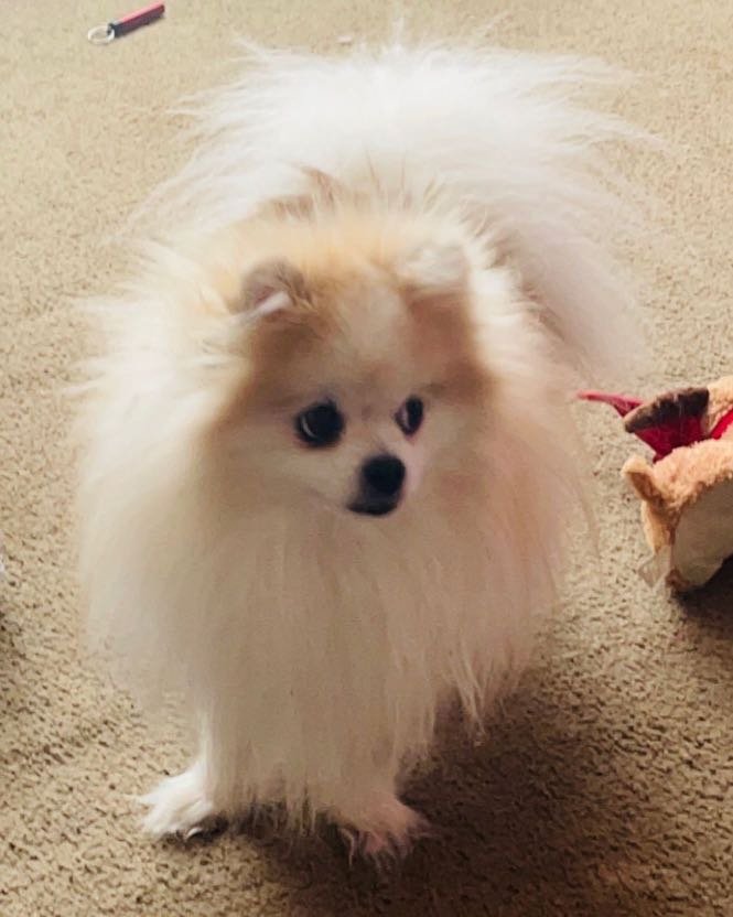 Lost Dog in Firestone — listing photo