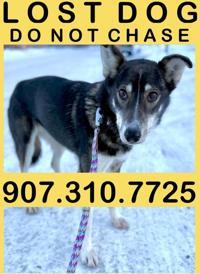 lost dog in Anchorage, Alaska
