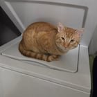 lost cat in Greenwood, Indiana