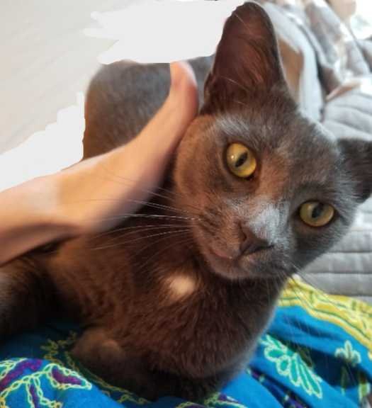 lost cat in Charlotte, North Carolina