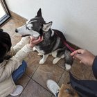 lost dog in Fort Worth, Texas