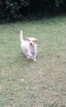 Lost Dog in Arlington, Texas — listing photo