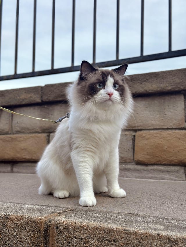 lost cat in Irvine, California