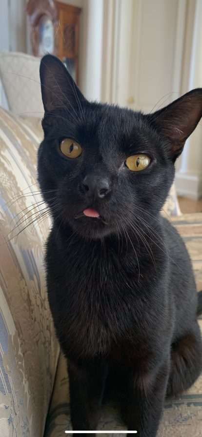 Lost Cat in Port Orange, Florida — listing photo