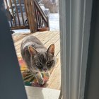 Lost Cat in Asheville, North Carolina — Oakley Neighborhood/Onteora Blvd. grey cat: are they yours?