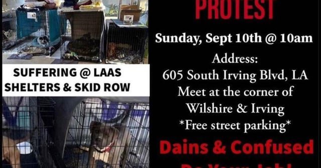 Found Dog in Los Angeles, California — LA Animal Shelter Crisis Protest at Mayor's House This Sunday!