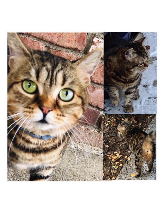 Lost Cat in Portland, Oregon — Help find Sweeney the cat! (Kerns)