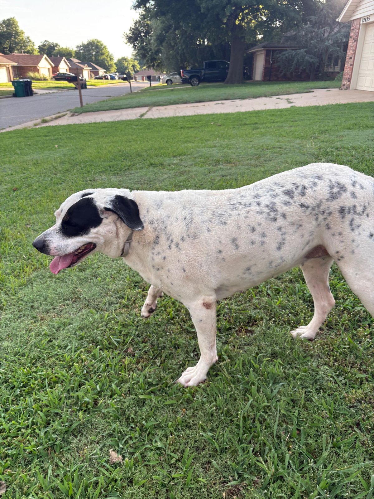 Found Dog in Yukon — listing photo