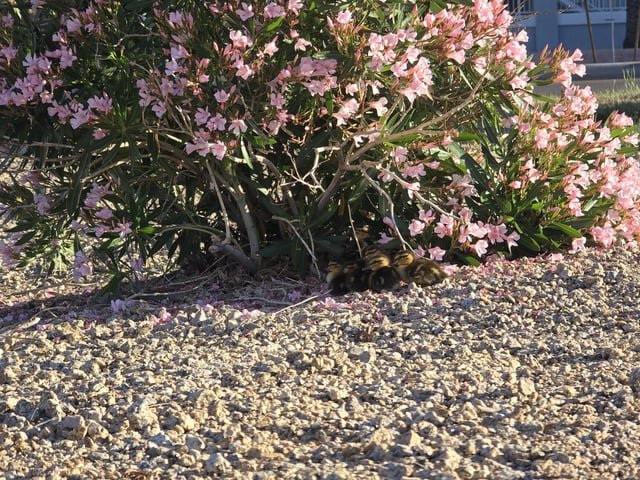 Found Cat in Phoenix, Arizona — What to do