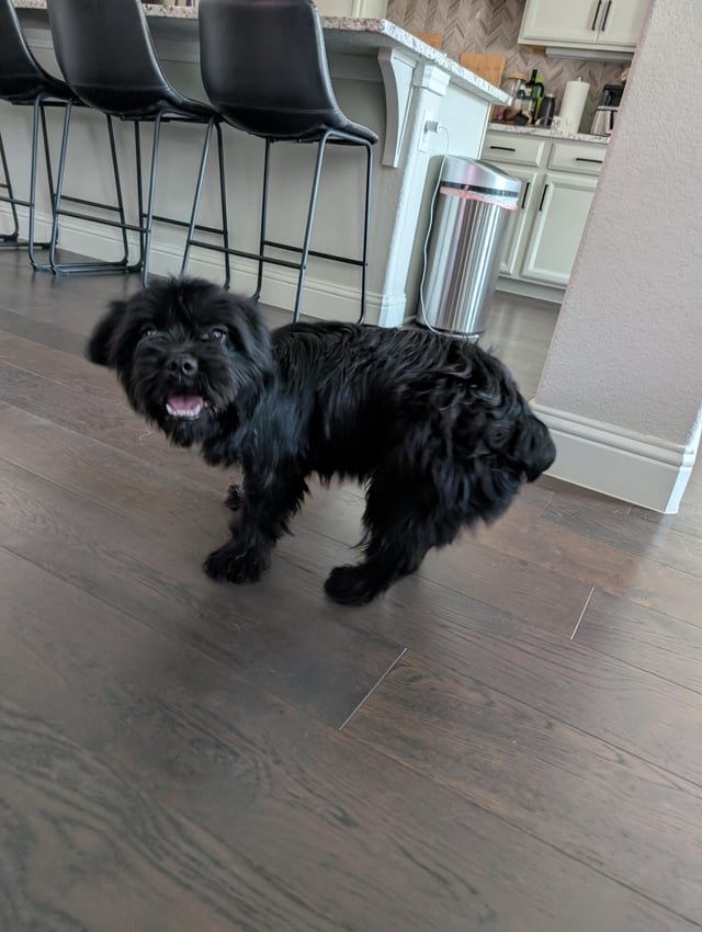 Lost Dog in Fort Worth, Texas — listing photo