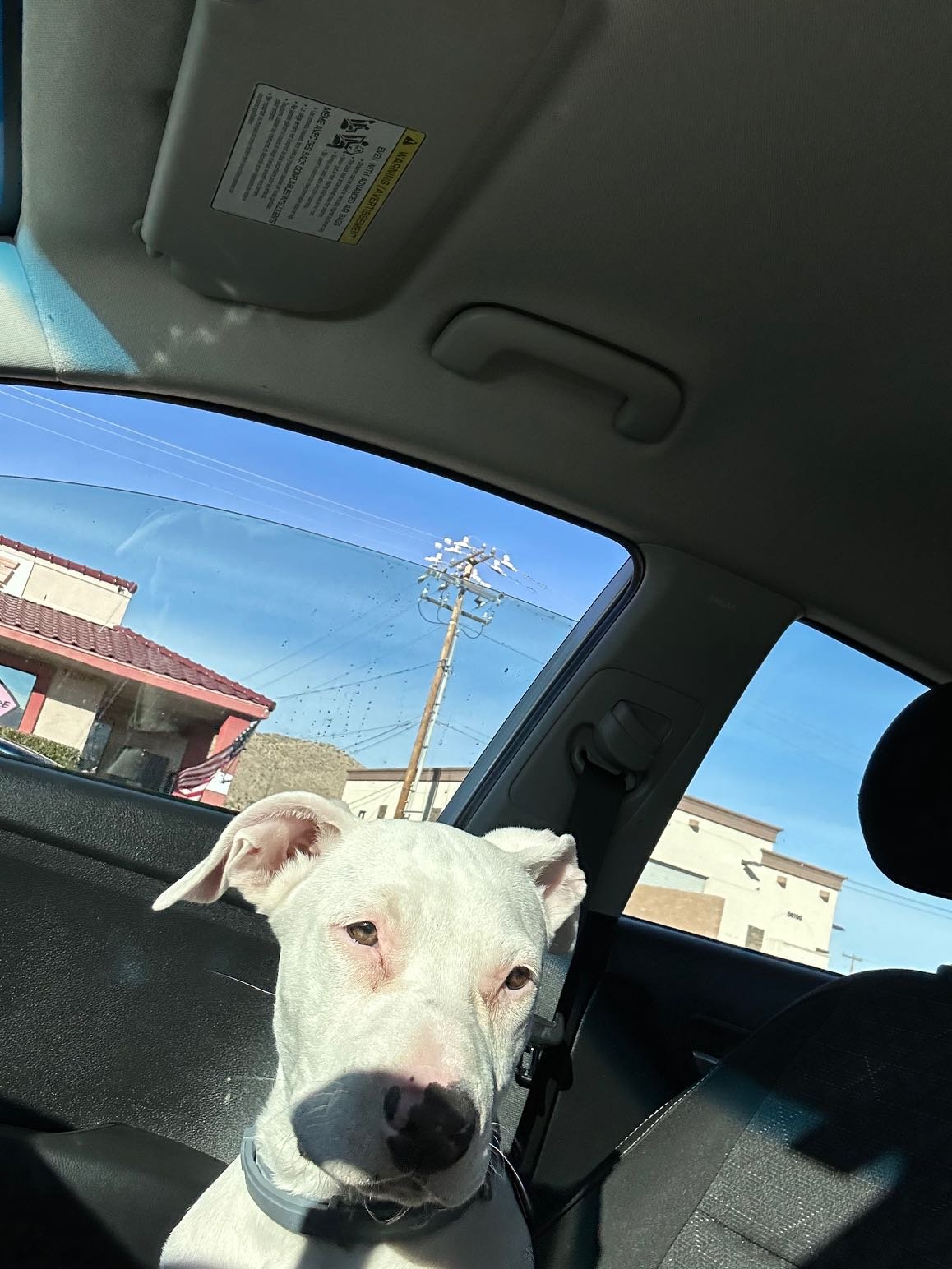 Lost Dog in Yucca Valley — listing photo
