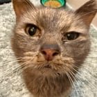 Lost Dog in Nashville, Tennessee — Sweet very ill TNR kitty needs help!